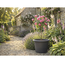 Dekoratívna záhradná scéna s ružovým stromom v kvetináči, obklopená kvetmi a rastlinami