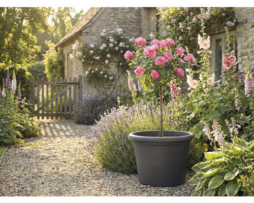 Dekoratívna záhradná scéna s ružovým stromom v kvetináči, obklopená kvetmi a rastlinami