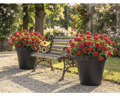 Záhrada s lavičkou a dvoma kvetináčmi s červenými ružami