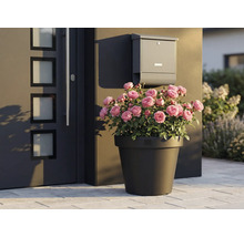 Dekoratívne ruže v kvetináči vedľa vchodových dverí a poštovej schránky