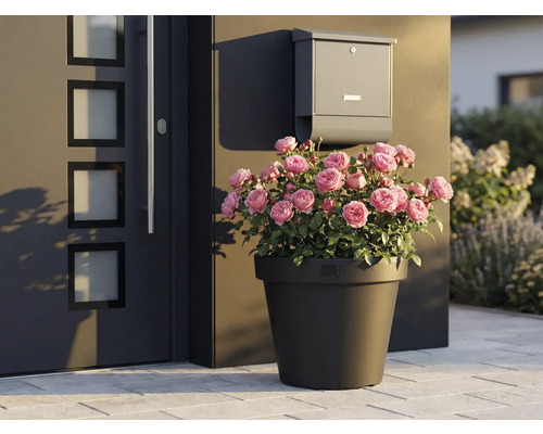 Dekoratívne ruže v kvetináči vedľa vchodových dverí a poštovej schránky