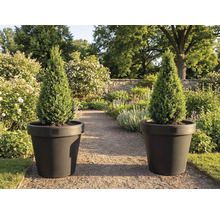 Dva kužeľovité cyprusy v kvetináčoch v záhrade.