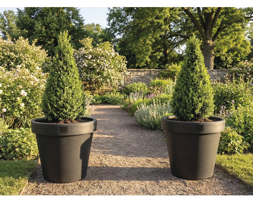 Dva kužeľovité cyprusy v kvetináčoch v záhrade.