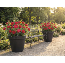 Záhradná krajina s ružami v kvetináčoch a kovovou lavicou