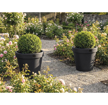 Dva kvetináče s krušpánovými guľami v záhrade