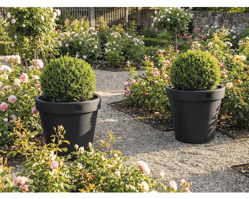 Dva kvetináče s krušpánovými guľami v záhrade