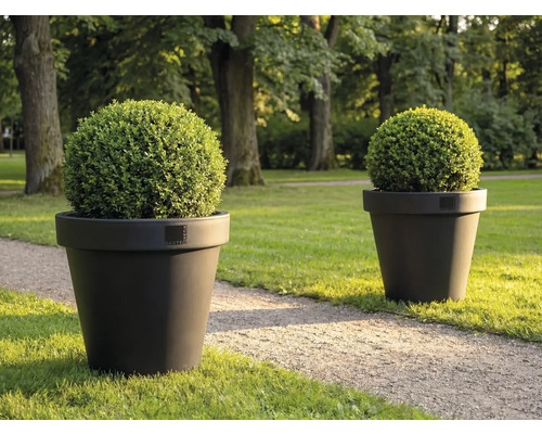 Dva okrúhle krušpány v kvetináčoch na trávniku