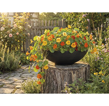 Kvetináč plný kapucínky väčšej na pni v záhrade