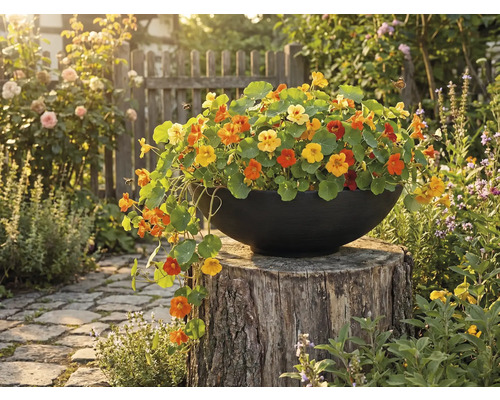 Kvetináč plný kapucínky väčšej na pni v záhrade