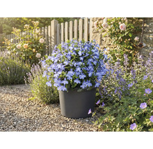 Modré kvietky v kvetináči v záhrade.