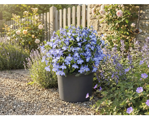 Modré kvietky v kvetináči v záhrade.