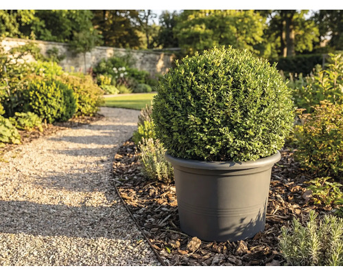 Pohľad do záhrady s guľovitým krušpánom v kvetináči