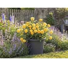 Žlté ruže v kvetináči, záhradná scéna