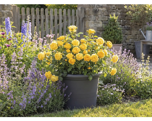 Žlté ruže v kvetináči, záhradná scéna