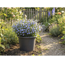 Modrá kvitnúca pôda v kvetináči v záhradnej ceste