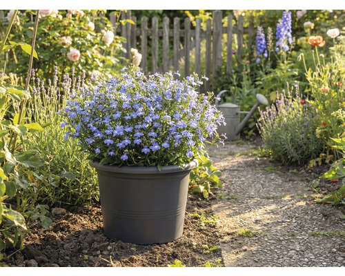 Modrá kvitnúca pôda v kvetináči v záhradnej ceste