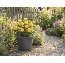 Žlté ruže v kvetináči v záhrade.