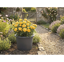 Žltá ruža v kvetináči v záhrade.