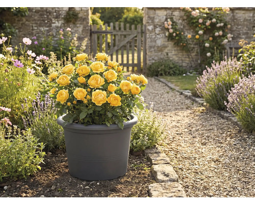 Žltá ruža v kvetináči v záhrade.