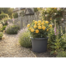 Žlté ruže v kvetináči v záhrade s kamennou cestou