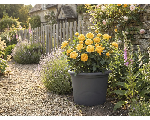 Žlté ruže v kvetináči v záhrade s kamennou cestou