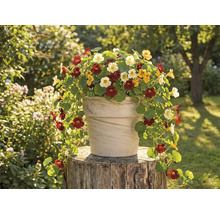 Kvetináč s kapucínkou na pni v záhrade