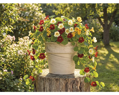 Kvetináč s kapucínkou na pni v záhrade