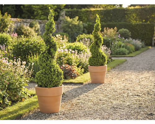 Záhradná scéna s dvoma špirálovitými krušpánmi v kvetináčoch