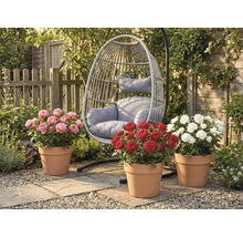 Záhradná scéna so závesným ratanovým kreslom a tromi kríkmi ruží v terakotových kvetináčoch