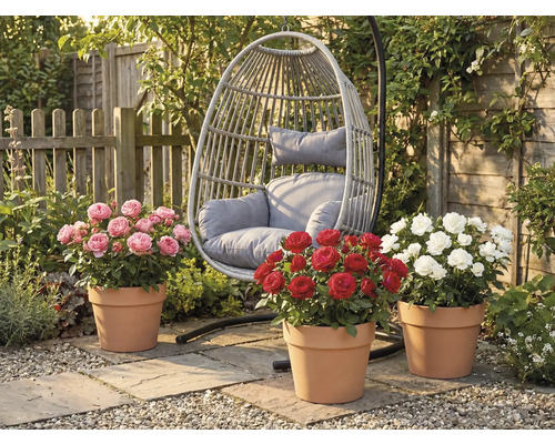 Záhradná scéna so závesným ratanovým kreslom a tromi kríkmi ruží v terakotových kvetináčoch