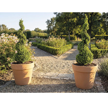 Dva špirálovité krušpány v kvetináčoch v záhrade.