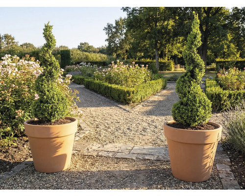 Dva špirálovité krušpány v kvetináčoch v záhrade.