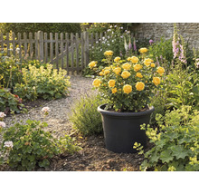 Žlté ruže v čiernom kvetináči v záhrade.