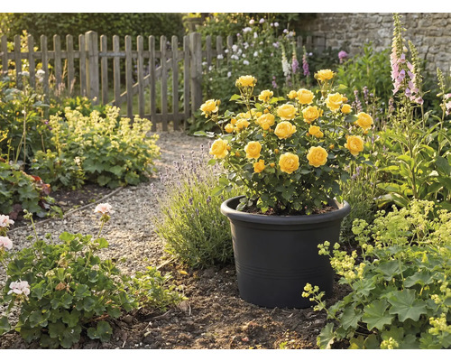 Žlté ruže v čiernom kvetináči v záhrade.