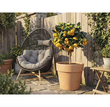 Vonkajší záber mandarínkovníka v terakotovej nádobe vedľa ratanového kresla v záhrade