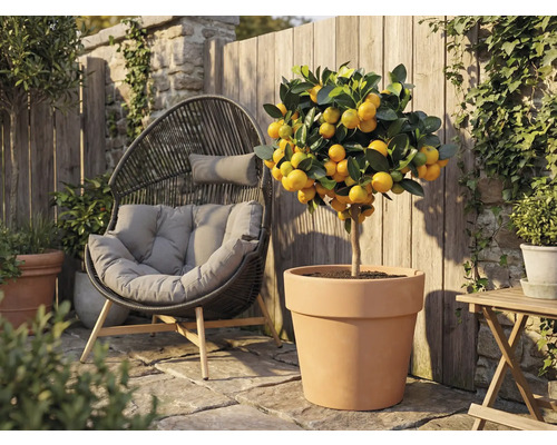 Vonkajší záber mandarínkovníka v terakotovej nádobe vedľa ratanového kresla v záhrade