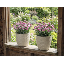 Dva klinčeky v štruktúrovaných kvetináčoch na parapete