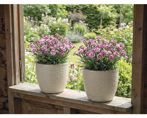 Dva klinčeky v štruktúrovaných kvetináčoch na parapete