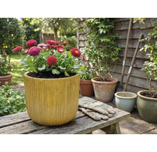 Sedmokrásky v kvetináči s vertikálnymi drážkami na drevenej lavičke v záhrade