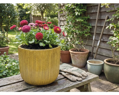 Sedmokrásky v kvetináči s vertikálnymi drážkami na drevenej lavičke v záhrade