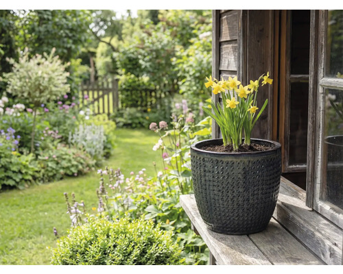 Žlté narcisy v štruktúrovanom kvetináči na drevenej doske pred záhradnou krajinou