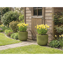 Dva osadené kvetináče so žltými narcismi pred záhradným domčekom