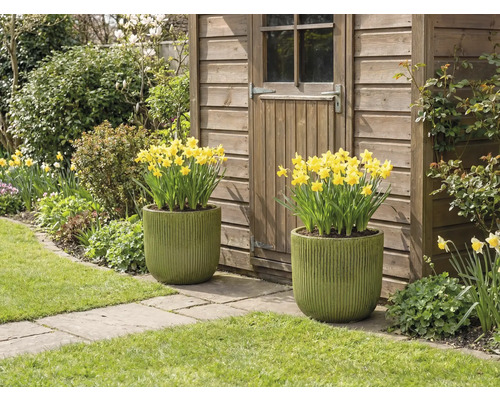 Dva osadené kvetináče so žltými narcismi pred záhradným domčekom