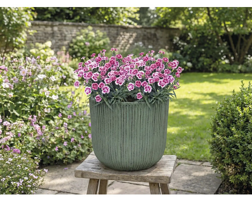 Kvetináč s klinčekmi na drevenej stoličke v záhrade