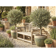 Záhradná scéna s drevenou lavičkou a dvoma olivovníkmi v kvetináčoch