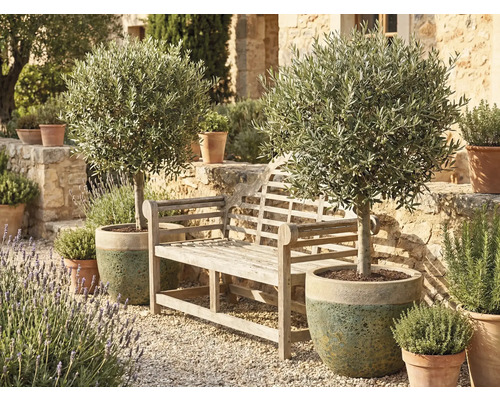 Záhradná scéna s drevenou lavičkou a dvoma olivovníkmi v kvetináčoch