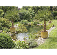 Záhradné jazierko s pobrežnou vegetáciou a dvoma palmami v kvetináčoch