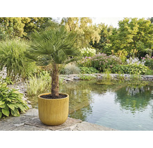 Žumara ztepilá v kvetináči v záhrade pri jazierku