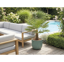 Exteriér so záhradným nábytkom, bazénom a hrnkovou rastlinou s vejárovou palmou