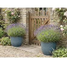 Dva štruktúrované kvetináče s levanduľou vedľa záhradného plota.